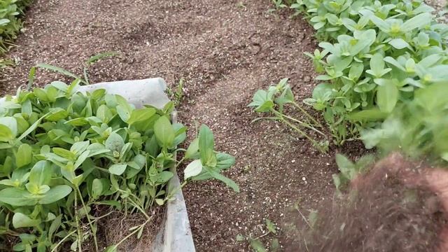 ТАК ПИКИРОВКУ РАССАДЫ ДЕЛАЮ НАВЕРНО ТОЛЬКО Я. Для меня смотреть онлайн