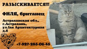 Пропал кот! ФИЛЯ, британец. Астраханская обл., г.Астрахань.