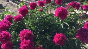 Пион сорт Инспектор Лавернье с мая по август