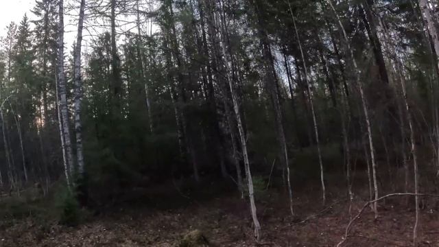 ОХОТА НА МЕДВЕДЯ С ДВУМЯ ПАТРОНАМИ! МЕДВЕДЬ ДВАЖДЫ МОГ смотреть онлайн