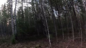 ОХОТА НА МЕДВЕДЯ С ДВУМЯ ПАТРОНАМИ! МЕДВЕДЬ ДВАЖДЫ МОГ