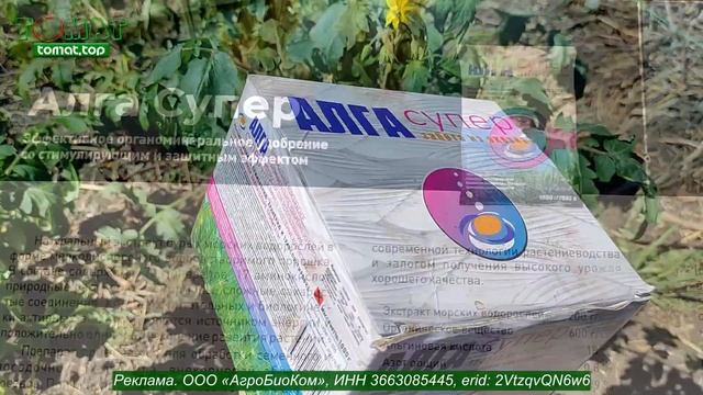 Рассада томатов перед высадкой на грядку. Подготовка, смотреть онлайн