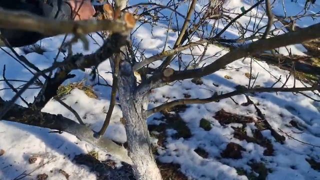 Творю сад. 13.04.2025. Мастер-класс по обрезке взрослой ябл? смотреть онлайн