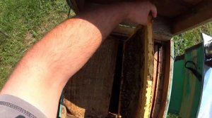 Собираю гнездо в зиму. Маленький рой был обречён но я е