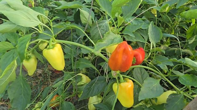 Очень ранний перец Джипси F1 и среднеранний Ариадни F1. смотреть онлайн