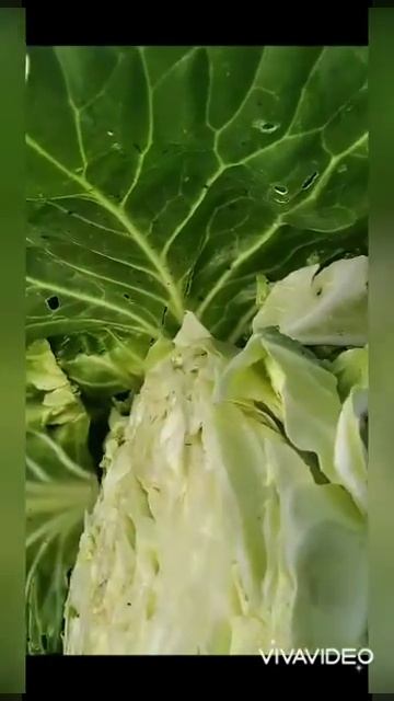 После отрезания капусты прошло 2 дня, капуста растет. смотреть онлайн