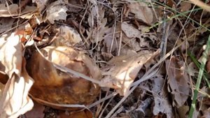 Цезарский гриб. Болезнь белых.