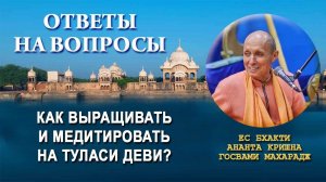 Как выращивать и медитировать на Туласи деви?