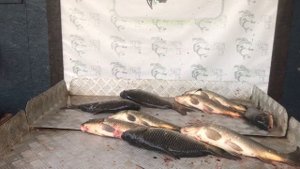 улов с большого водоёма