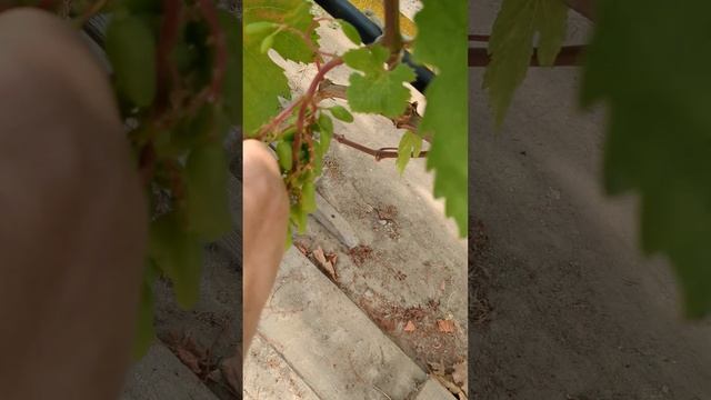 Виноград под Минском на 6 июля 2025г. + Прививки на деревь смотреть онлайн