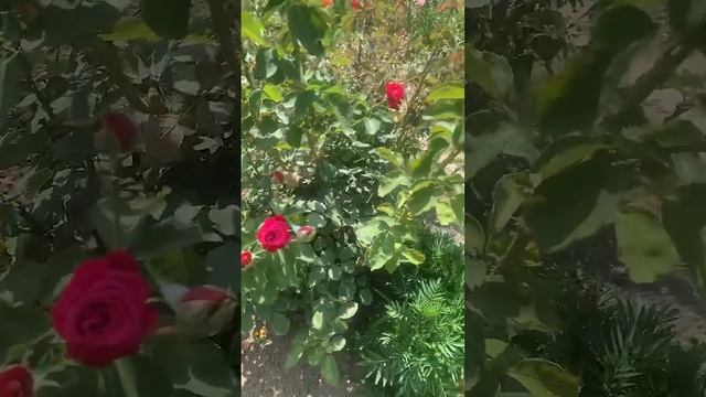 Очередной букет из деревни❤️ смотреть онлайн