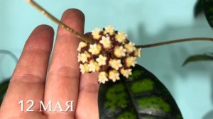 Зацветают новые хойи . Пересадка хойи без корней , чере