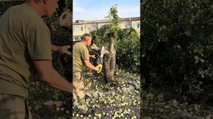 Как Михаил дерево у Гардея пилил / ГАРДЕЙ И ИВАНЫЧ #вол?