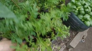 КАБАЧКИ, ОГУРЦЫ, ТОМАТЫ В ТЕПЛИЦЕ, КАК ВСЕ ВЫГЛЯДИТ НЕ 1