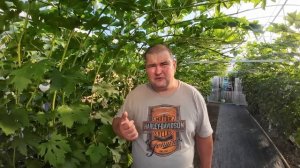 Как ускорить созревание ягоды винограда ?