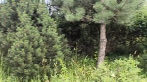 Сказочный лес из хвойных растений на даче