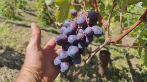 Виноград Челентано и Альбинос.Формы Калугина В.М.