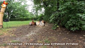 Куры несушки свободного выгула и их обычная куриная рутина – эпизод (687)