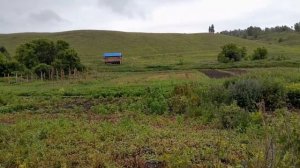 Лючия и Бьюти. Саженцы клубники от Сергея Зубцова