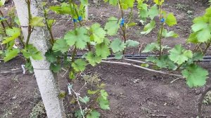 Какое же должно быть расстояние между кустами виногра