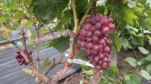 Виноград Семушка и Кузьмич(Калугин В. М.) прививка  2024г.