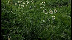 Класс Однодольные, Двудольные. Сем. Паслёновых, Сложно