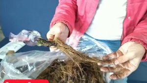 Рассада клубники фриго.