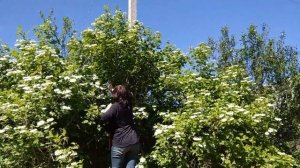 ОБРАБОТКА  КАЛИНЫ. ЧТОБЫ БЫЛ УРОЖАЙ ЯГОД !)