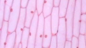 Строение клеток кожицы лука.AVI