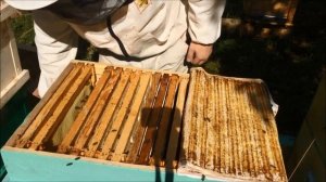 Успешная добыча сотового меда. Что нужно сделать, чтоб