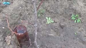 ВЗРОСЛЫЙ КУСТ ВИНОГРАДА-КАК ПРАВИЛЬНО ОБРЕЗАТЬ ОСЕНЬ?