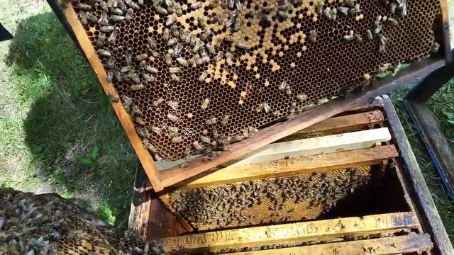 Проверяем как работает метод Демари, против роения пч? смотреть онлайн