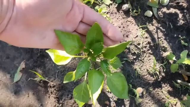 1 Литр под огурцы, томаты, перец и они прут как бешенные смотреть онлайн