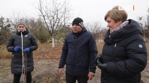 Как укрыть инжир