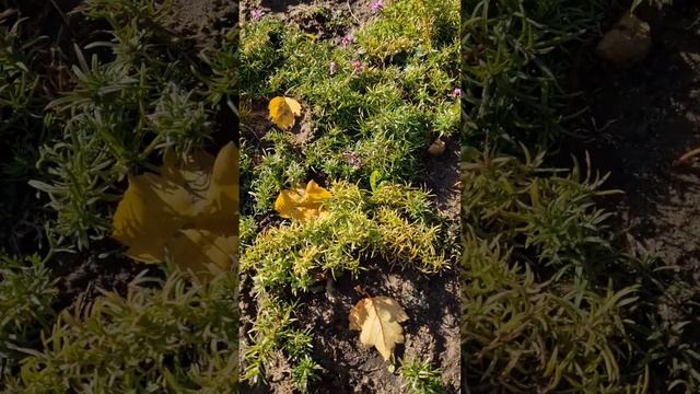 Лучшие почвопокровники.         #flovers #garden #nature смотреть онлайн