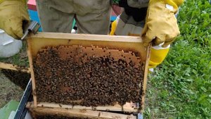 Добрый плотник. Приём дорогих маток . Облет F1. #пасека #?