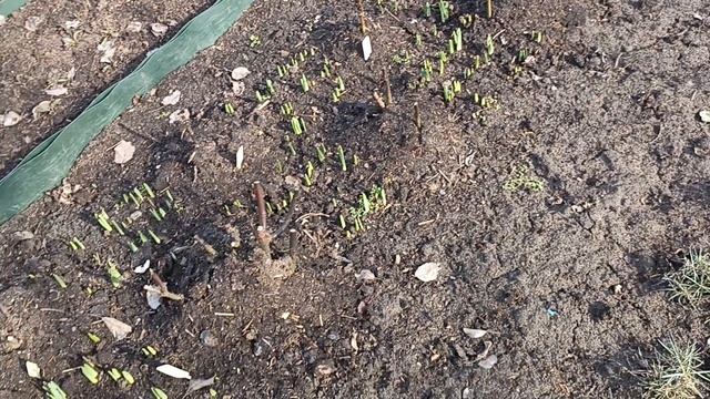 Гортензии начали расти . Теплый февраль.