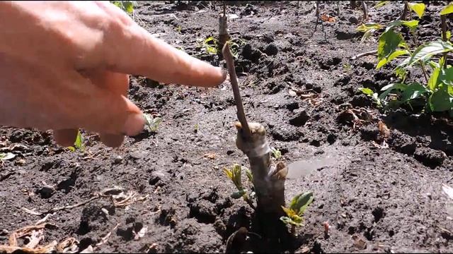 прививка яблони часть 2 смотреть онлайн