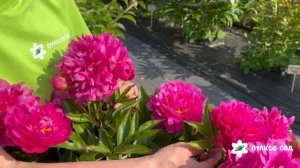 Magenta Melody peony. Маджента Мелоди пион. Пулков сад (2025 г.)