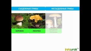 Многообразие и значение грибов | Биология 5 класс #14 | И?