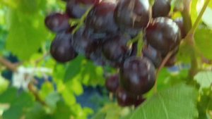 ВАСИЛЁК виноград раннего срока созревания с мускатом