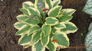 Хоста гибридная Остин Дикинсон (austin dickinson) 🌿 обзор: ка?