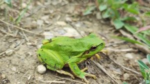 КРЫМ.  ЦВЕТУЩИЕ ПОЛЯ.