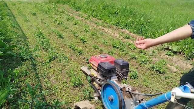 Окучник двухрядный,первое окучивание картофеля. смотреть онлайн