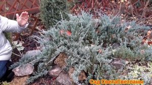 Хвойные в нашем саду.Летом и зимой.Меняют ли хвойные о?