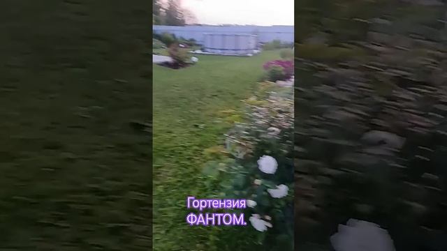 ГОРТЕНЗИЯ ФАНТОМ 🩷ДЛЯ НОВИЧКОВ ОНА ПРОСТО НЕОБХОДИМ? смотреть онлайн