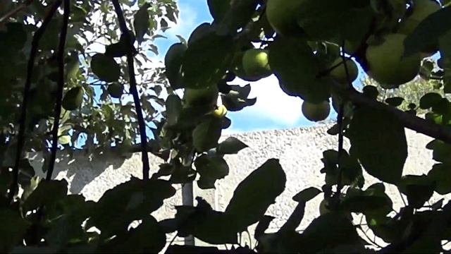 яблоня  лимонка  в сибири