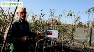 Как правильно выбрать саженец яблони