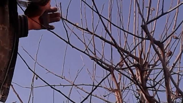 19 февраля 2019 г.Обрезка ЯБЛОНЬ.ЗИМА. смотреть онлайн