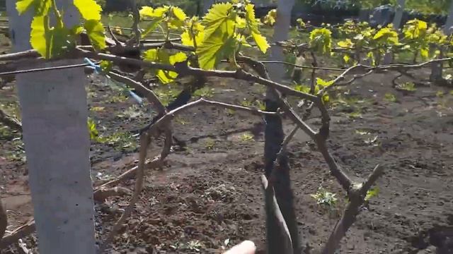 Весняні заморозки. Історія як я з ними боровся. Виногр? смотреть онлайн